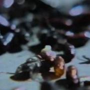Coil Tainted Love Music Video