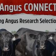 Angus CONNECT Introducing Angus Research Selection Indexes