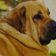 Мастифы Происхождение породы и воспитание Собаки от А до Я DOGS FROM A TO Z Дай лапу