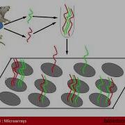 Gene Expression Profiling