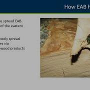 140 Emerald Ash Borer And Impacts To Minnesota Forests 20231129