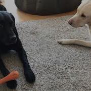 Олив и Мэйбл Эпизод 2 Игра костей