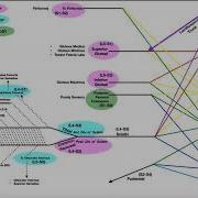 Sacral Plexus Roots Branches Innervation