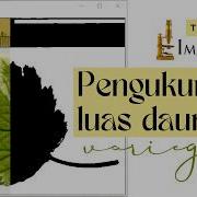Tutorial Variegated Leaf Area Measurement Using ImageJ