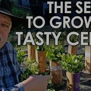 The Secret To Growing Tasty Celery Black Gumbo