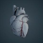 Human Heart Wireframe
