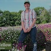 Gomphrena Globe Amaranth Types Tips From Johnny S Selected Seeds