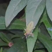Weevil S Little Dance