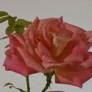 Rose Flower Opening Time Lapse