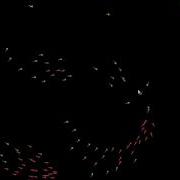 Flocking Simulation