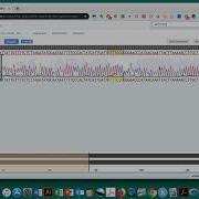 Sequence Analysis Protocol Determine Genotype Of CYP2C19 Benchling Netbook
