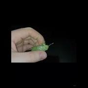 Green Cicada Sreams