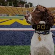Meet Obi UCPD S New Bomb Detection K9