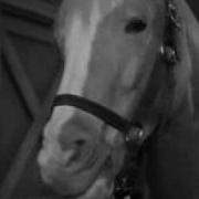 Ween The Stallion Pt 2