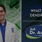 Ask Dr Adam What Is A Dendrite