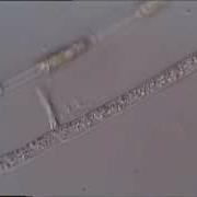 Cytoplasmic Streaming In Fungal Hyphae