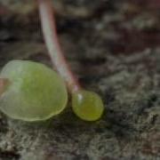 Time Elapsed Climbing Vines