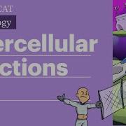 Intercellular Junctions Gap Tight Desmosomes Full Lesson Sketchy MCAT