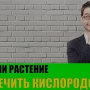 Может ли одно растение обеспечить человека кислородом