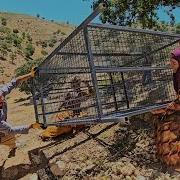 A Snake In The Tent Mountain Herding Family Teamwork A Dangerous Discovery