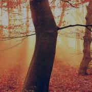 Leech October