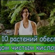 Эти 10 растений обеспечат твой дом чистым кислородом