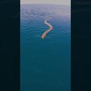 CLOSE SEA SNAKE ENCOUNTER