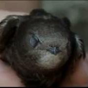 Part 2 BBC Autumnwatch 2012 Episode 2