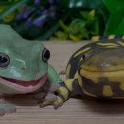 What Is The Relationship Between The Two Frog Salamander And Toad