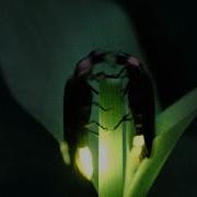 Fireflies Put On A Spectacular Mating Dance Short Film Showcase