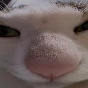 Cats Being Weird