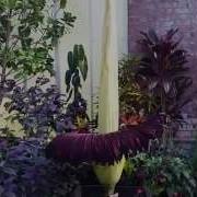 The Stinky Freaky Corpse Flower Blooms Early In Auckland New Zealand
