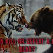 5 Animals That Can Defeat A Strong Grizzly Bear Who Can