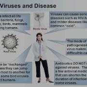 Rapid Learning Viruses What Are Viruses