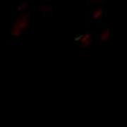 EYEHATEGOD NEW SONG NOLA