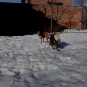 Собаки