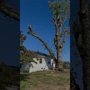 Swinging A 7000lb Log Over A House 20 000lb Line Treewhisperer Trees Treeservice