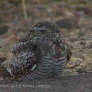 Common Nighthawk
