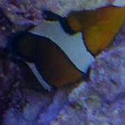 Clownfish Spawning Again