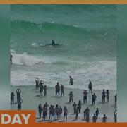 Shark Vs Stingray Battle Caught On Camera By Beachgoers