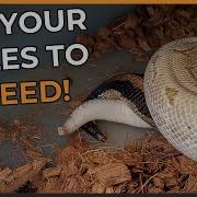 Ball Pythons Won T Breed Here S 10 Tips To Get Your Males In The Mood