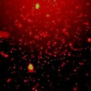 Fireflies Trapcode Particular Test After Effects