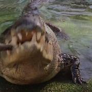 Elvis The Crocodile Crushes Bone