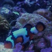10 Tips To Get Clownfish To Spawn