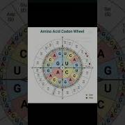 Amino Acid Codon Wheel