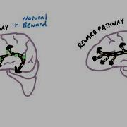 How An Addicted Brain Works