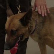 Explosive Detecting K9 Testing
