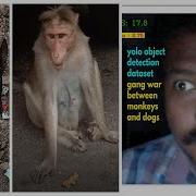 Madurai Alagar Koyil Don Meet Yolo Object Detection Dataset Gang War Between Monkeys And Dogs Part 2