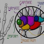 Learn The Bones Of The Hand Wrist In 2 Minutes With Fractures