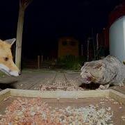 Fox And Cat Standoff
